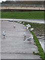 Exeter : Seagulls on the Exe Flood Relief  Channel Riverside Path in EX4 2BL