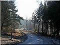 Forestry road, Wyre Forest in DY12 3AQ