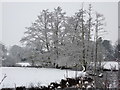 Snow covered trees at a bend in the River Wye, Bakewell in DE45 1DE