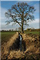 Tree and ditch at Gannow Farm in B96 6ST
