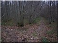 Footpath junction in Mounts Wood in CT4 7EU