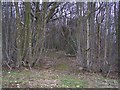 Footpath enters Mounts Wood in CT4 7EU