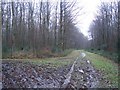 Footpath and track junction in Denge Wood in CT4 7EU