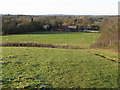 Sheep grazing by Broadbridge Farm in RH12 3GN