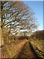 Footpath, Bonny's Wood in BN6 8LJ