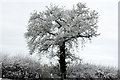 Snow-covered tree beside the A426 near Broadwell in CV23 8HN