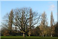 Parkland in Beddington Park, Surrey in SM6 7DJ