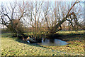 Willows in a small pond beside Moor Lane, Willoughby in CV23 8BU