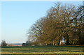 Stand of trees north of Willoughby House in CV23 8BU