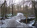 Footpath and footbridge in Blean Woods in CT2 9JN