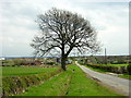 Tree Beside Broomfield Road in ML9 3DP