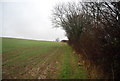 Footpath along a hedge in TA4 4LS