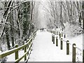 Hollingbury Woods in the snow in BN1 7HT