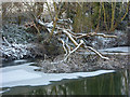 Riverbank and fallen tree in IP1 1AA