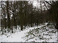Winter in Elmstead Woods (4) in BR7 5EL