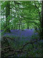 Bluebell Wood in Kedleston