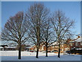 Winter trees in St Christopher's Road in PO9 3AA
