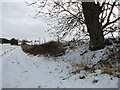 Footpath to Arminghall in Caistor St. Edmund and Bixley
