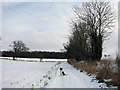 Approaching Arminghall Wood in Caistor St. Edmund and Bixley