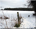 Crossing Boudica's Way in Caistor St. Edmund and Bixley