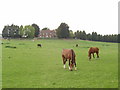 Horses grazing at Trumps Farm in GU25 4EA