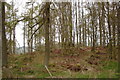 Woodland on road between Kirriemuir and Airlie. in DD8 5HE
