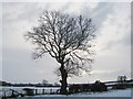 Tree against a wintery sky in DL2 1PZ