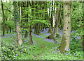 Bluebell Wood in CM6 1TA