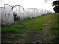Polytunnels, East Scryne in DD7 6JQ