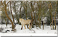 Grey horse sheltering from the snow, Broadwell in CV23 8HN