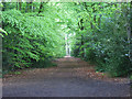Footpath through beeches, Windlesham in GU20 6LX