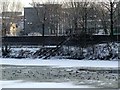 Seagulls on the frozen River Clyde in G1 4BW