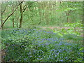 Bluebells in Dog Kennel Wood in PR5 4PA