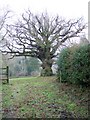Gnarled old tree near Hale in SP6 2ND