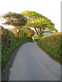 Lane to Harbourneford Cross in TQ10 9DS
