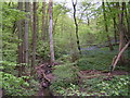 Stream in the woods, with bluebells in TN33 0TX