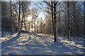 Snowy Birches in Finzean West Woods in AB31 6NZ
