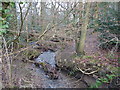 Birdholme Brook flowing through Walton Wood in S42 6SP
