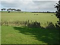 Farmland off Towerlands Road in Springside
