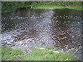 The River Bain at Source in DL8 3DJ