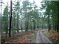 Forest track and fence outside Center Parcs in Brougham