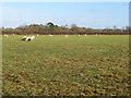 Sheep grazing near Fryern Home Farm in RH20 4BJ