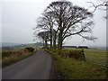 Beech trees on Grange Lane in Barlow
