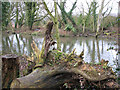 Tree stump on the bank of the River Yare in NR1 2BE