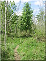 Path through some Ash trees in SO24 9UB