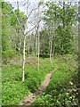 Narrow woodland path in SO24 9UB