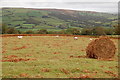Bracken bale and sheep in LD3 8HW
