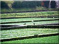 Watercress beds, Broad Chalke in SP5 5HP