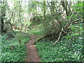 Offa's Dyke Path through Caswell Wood in NP16 7NG