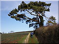 Footpath, above Livingshayes in EX5 4JP